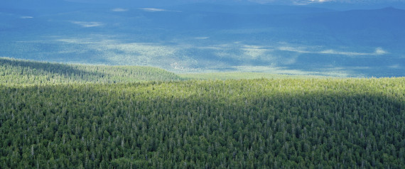 n-RUSSIA-FOREST-large570