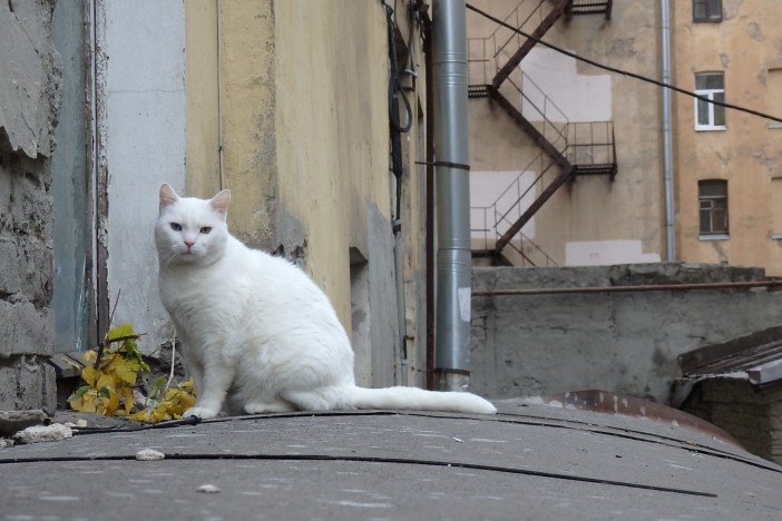 Cat in a courtyard off Suvorov Prospect, Central Petrograd