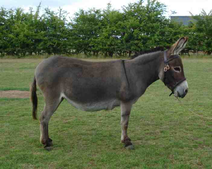 donkey7