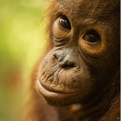 saveforest03-400x400