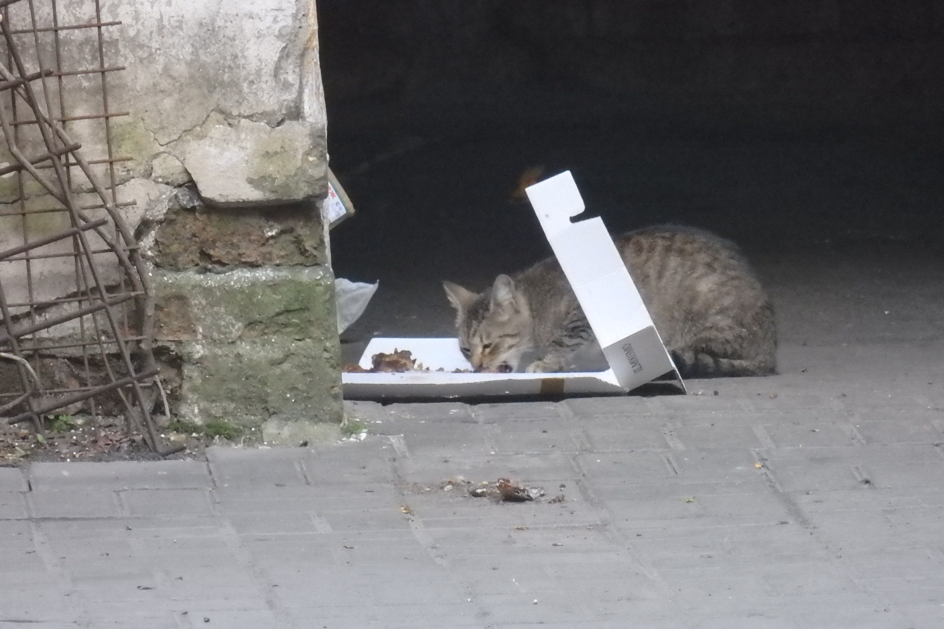 Cat eating scraps from pizza box. May 24, 2016, Petersburg. Photo by the Russian Reader