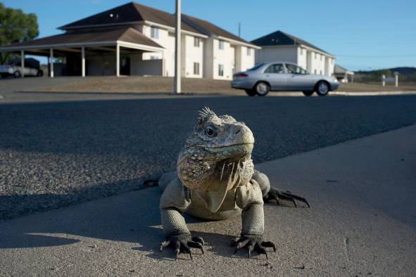 iguana